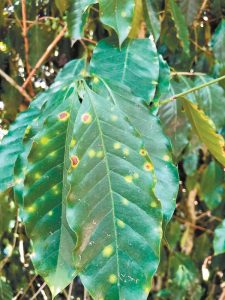 ‘Devastating’ coffee leaf rust found in Haiku